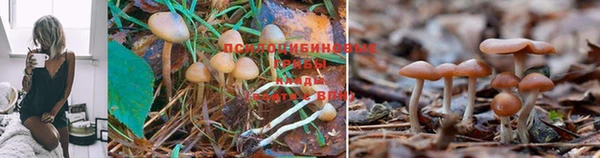 spice Волосово